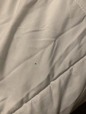 Bed bugs