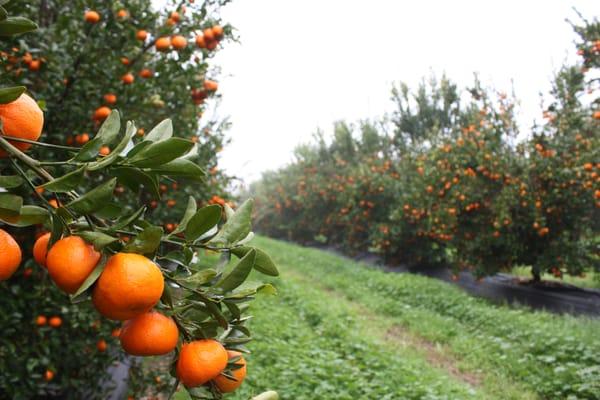 Organic Mandarins