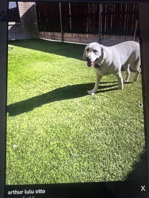 Otto groomed and happy to play with other dogs