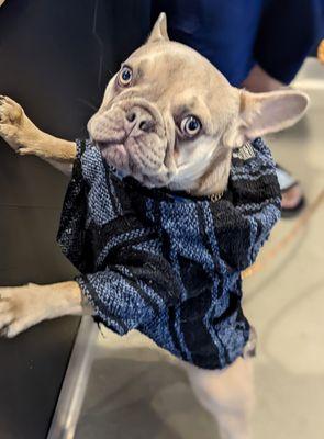 Cute frenchie in a poncho. Dogs allowed on the outside patio