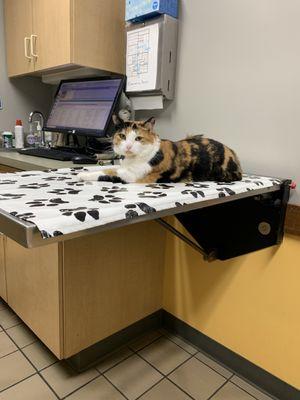 My cat Cuddles, getting ready to have her back examined. She feels right at home