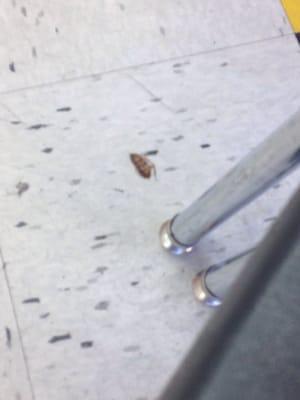 Who doesn't love to see huge roaches at the food place I'm getting food from, it was dead on the chair but I threw it off.