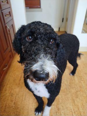 Penny, The Portuguese water dog