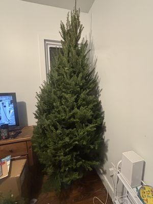 our ENORMOUS tree