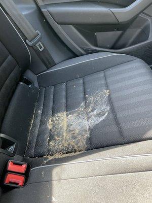 Dog puke on the seats