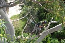 Oak Tree Pruning