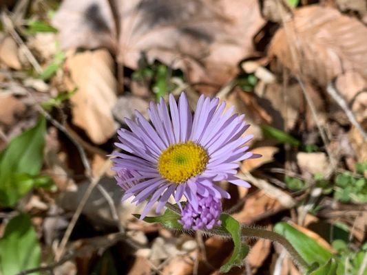 Wild Flower - Mayo River State Park