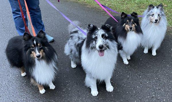 Freshly groomed happy dogs.  Thanks Ashleigh.