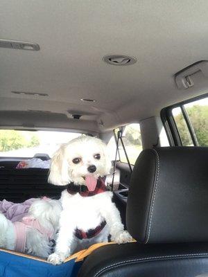 Thor in car ride!! He loves his barber!! Lol