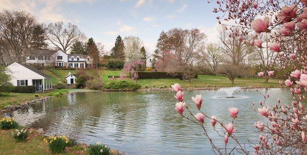 Pond with flowers and fountain