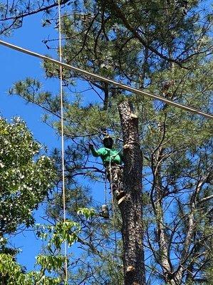 Tree Service Smyrna
 4500 West Village Pl
 Ste 2015
 Smyrna, GA 30080
 (678) 658-2550