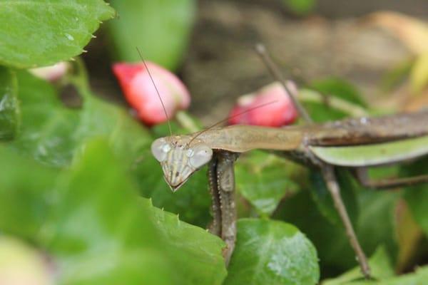 Praying Mantis