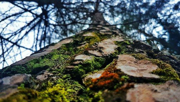 Heritage Tree and Lawn