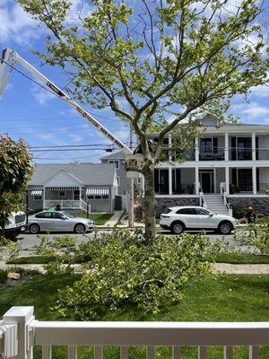 Sycamore removal. Now you see it, then you don't!