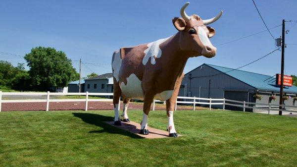 Wilkes Barres 309 Famous Brown Cow