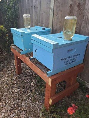 New hives by mango blossom apiary