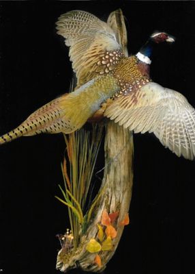 Natures Wildlife Artist Studio of Taxidermy