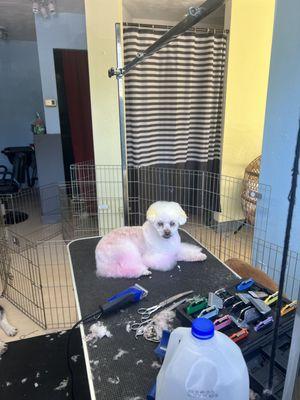 Lucy's first pup getting pampered at the shop