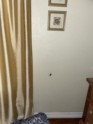 Roach on wall