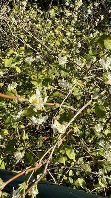 Winter honeysuckle