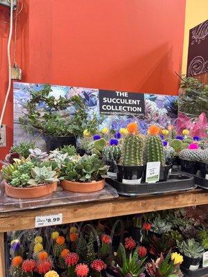 Succulents for sale