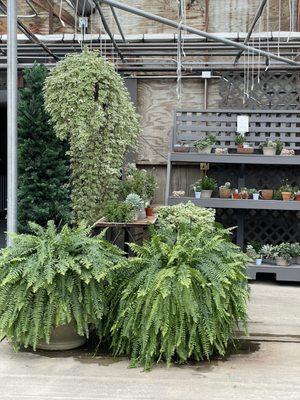 Greenhouse dining area