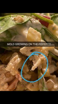 Mold  chicken Chicken Burrito Bowl