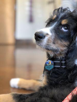 Round 2 of shots for this Bernedoodle puppy