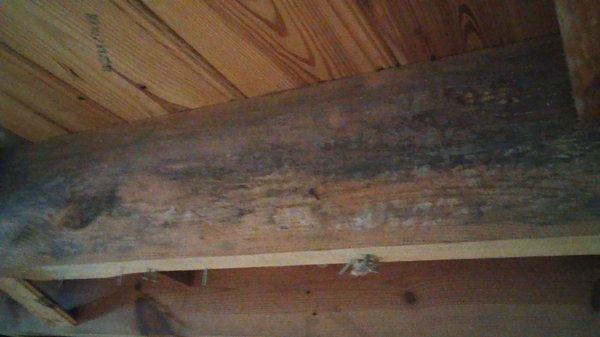 shelves rotting out from mold let us save u the headache of this problem