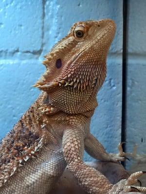 Rango our house Bearded dragon