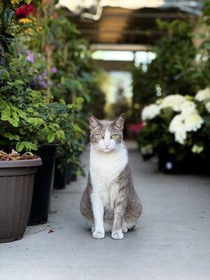 they have a cute cat that wanders the garden center :)