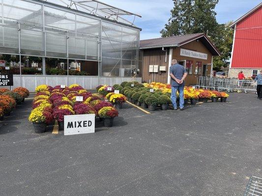 This is the place for Mums!  They have a huge variety inside and outside!