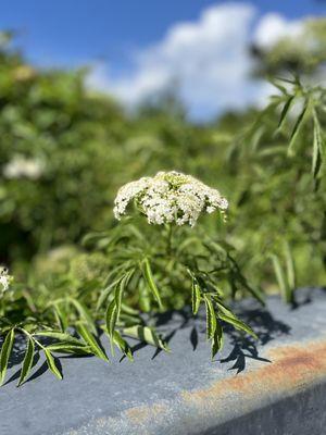 The Florida Botanical Gardens