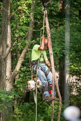 Monster Tree Service of the North Shore