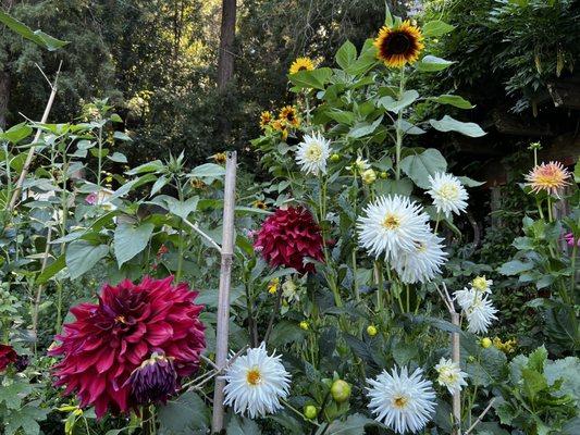 Gorgeous garden