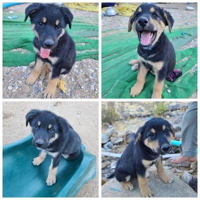 Rottweiler X German Shepherd  puppies for adoption!