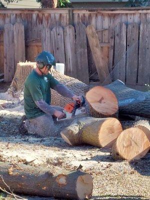 Cutting up the tree after it fell perfectly. The team diligently went to work cleaning up the area.