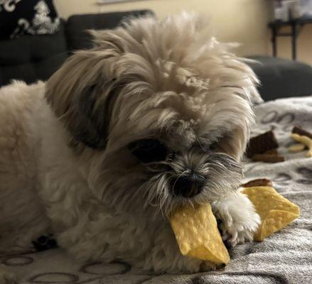 My dog Gizmo enjoys their tortilla chips!