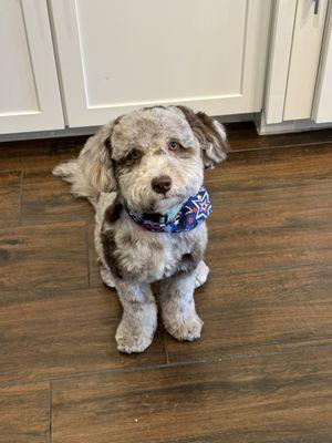 Gus after his grooming.