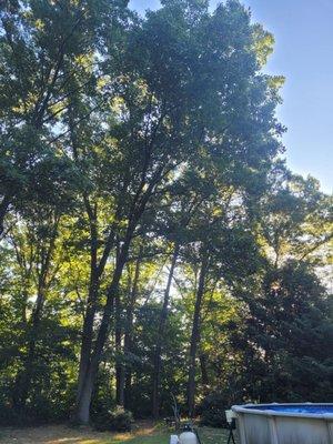 The leader of this oak was hanging right over the pool.