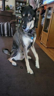 Final photo taken at home before his surgery. He was always a happy dog. There wasn't a mean bone in his body.