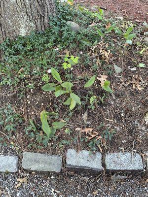 Poison ivy next to driveway. Oops. They missed it too.