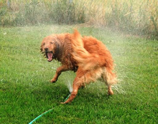 Maddy, one of our regular guests, fully enjoyed a cool-off during a hot Labor Day weekend!