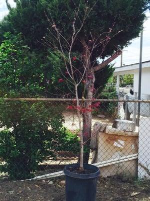 Japanese maple tree starting to bloom