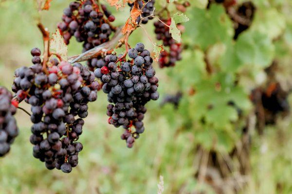 Baco Noir vineyard harvest