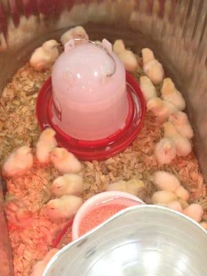 Chicks are in!