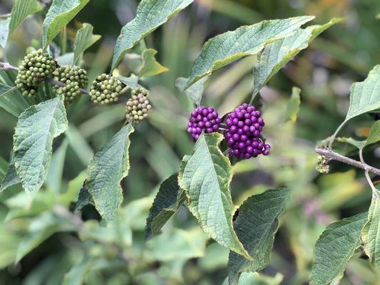 Beauty berry