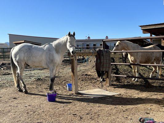 My 17.1 hand 1300lb horse who is well fed, and given all the hay he needs to be healthy and happy