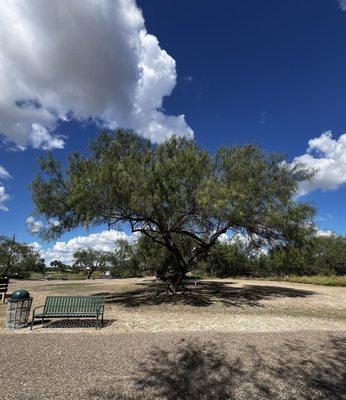 A tree I like in the park.