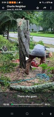 Cutting the tree to the ground.